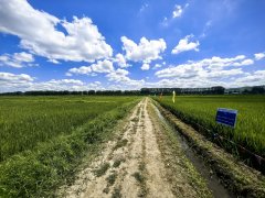 动态精准施药“除草革命”助力水稻增产10%-15%